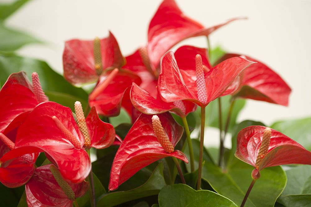 red anthurium flamingo flower colourful plant for spring