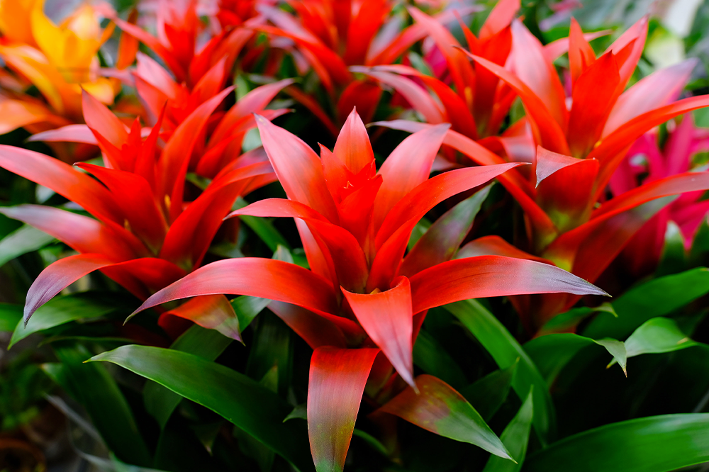 red bromeliad tropical plants