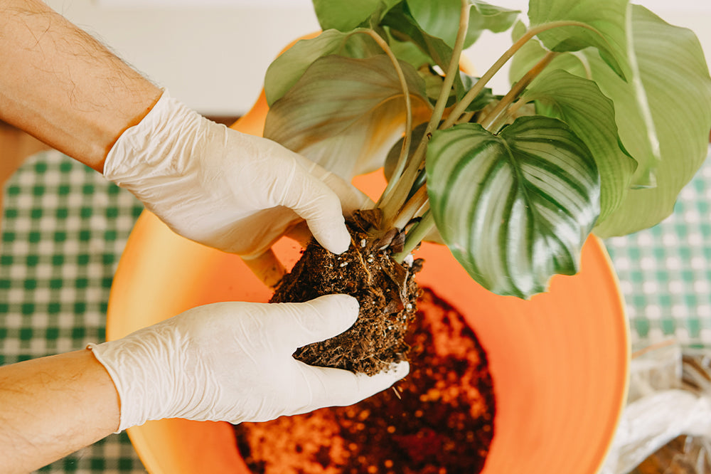 repotting overwatered houseplant