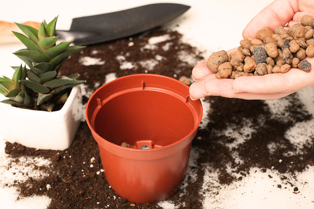 repotting houseplants for better drainage