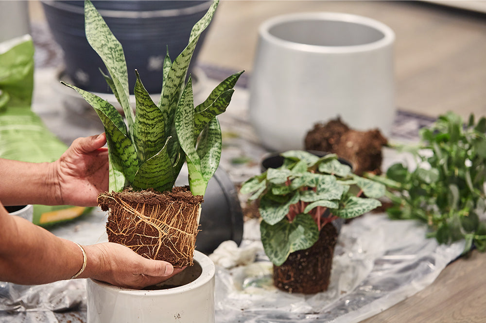 repotting snake plant indoors