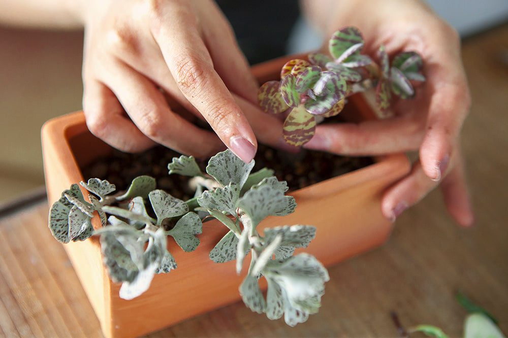 repotting succulents