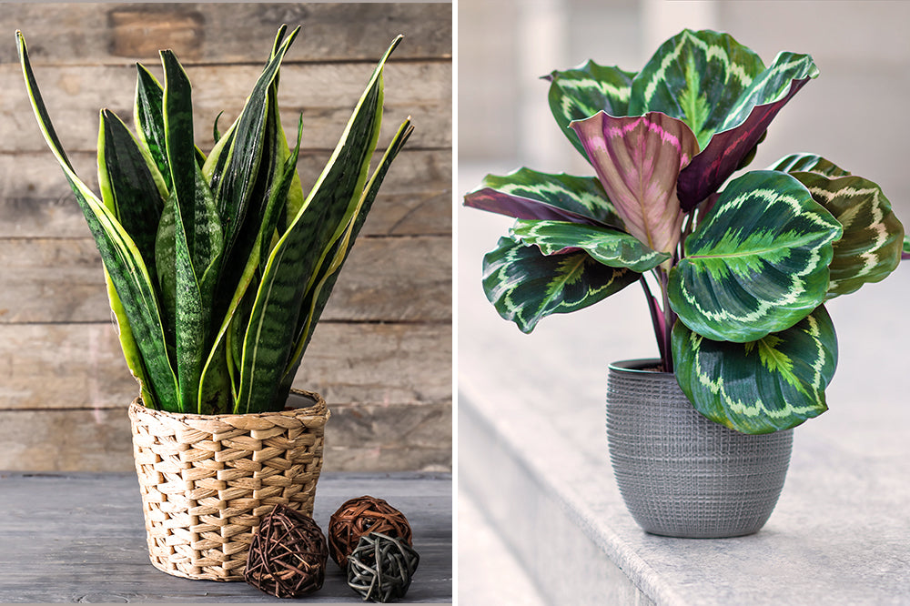 sansevieria & calathea