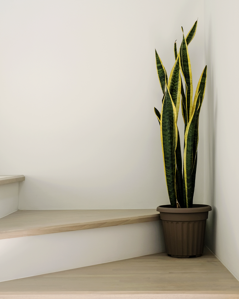 sansevieria on stairs