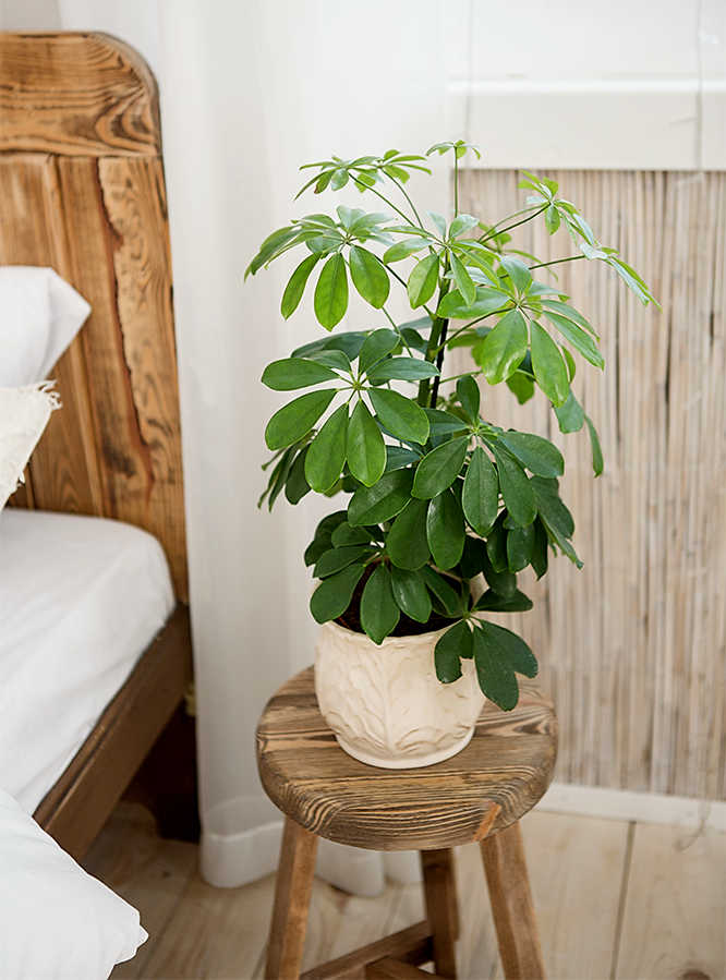 schefflera arboricola umbrella tree