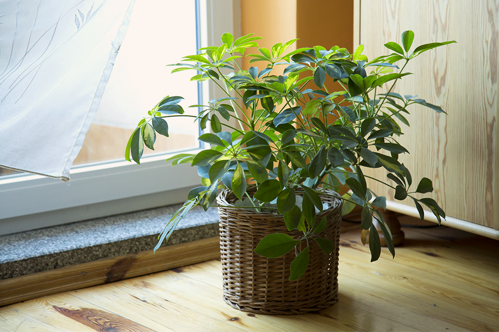 schefflera umbrella tree houseplant