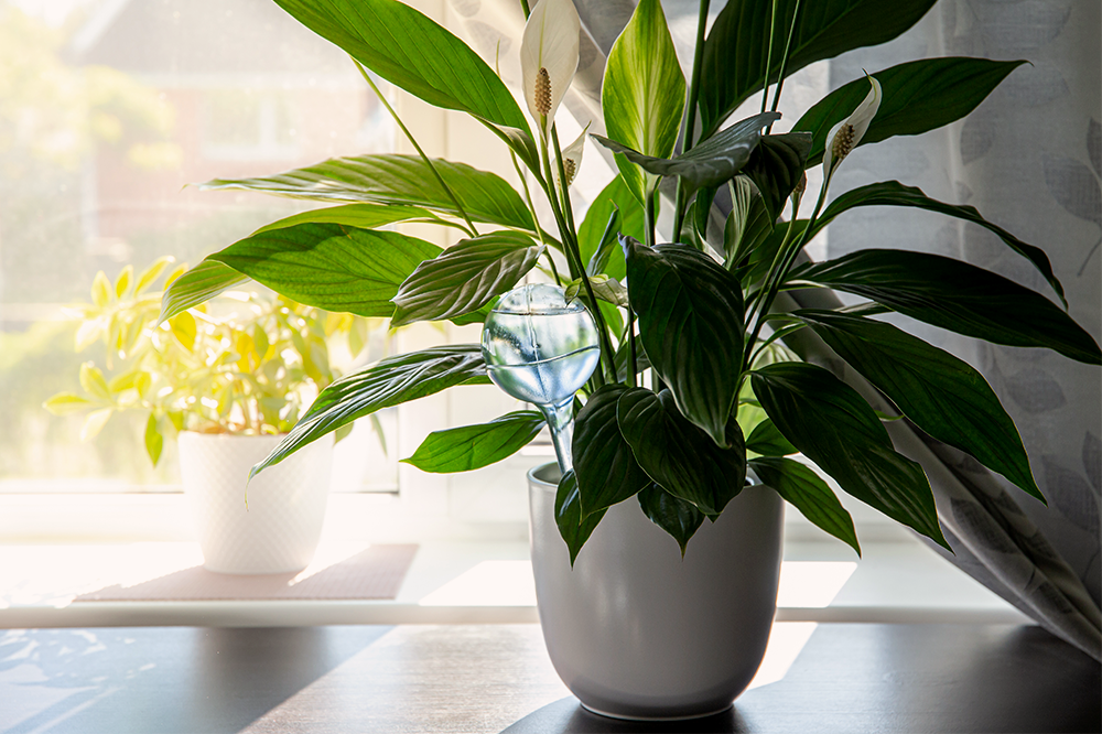 self watering device peace lily