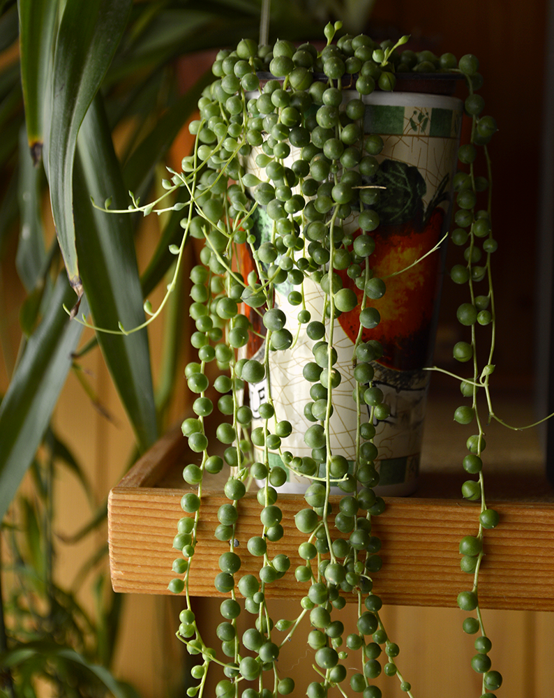 senecio string of pearl dim light houseplant