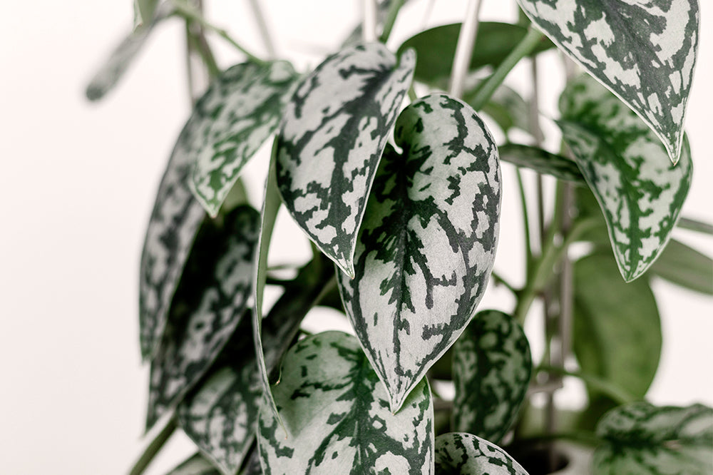 silver speckled pothos