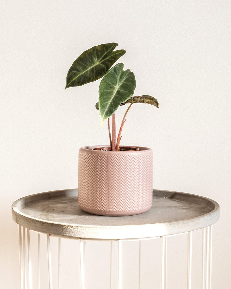 small alocasia houseplant in pink pot