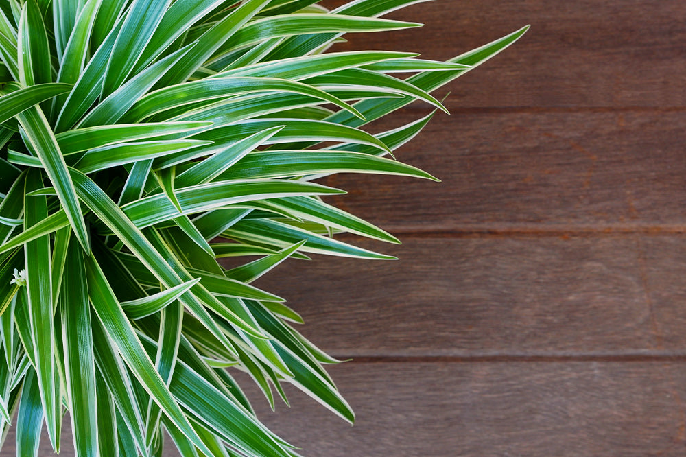 spider plant