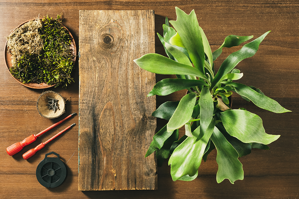 staghorn fern prepped for mounting on plaque