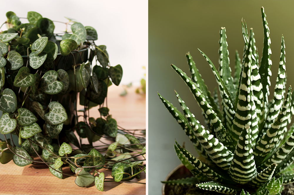 string of hearts and haworthia zebra succulents