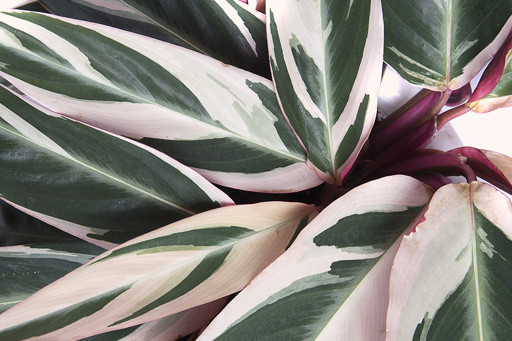 stromanthe triostar leaf closeup colourful plant for spring