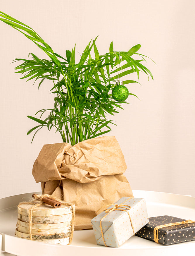 wrapped palm houseplant