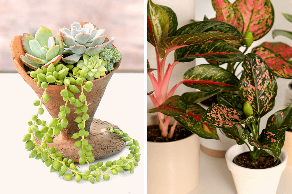 succulents and aglaonema plants plant decor shop