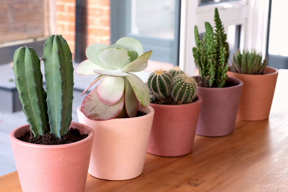 succulents in pink pots on windowsill