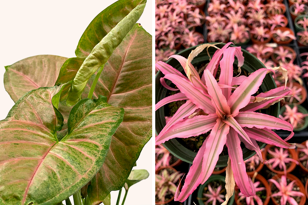 syngonium strawberry cream cryptanthus hot pink