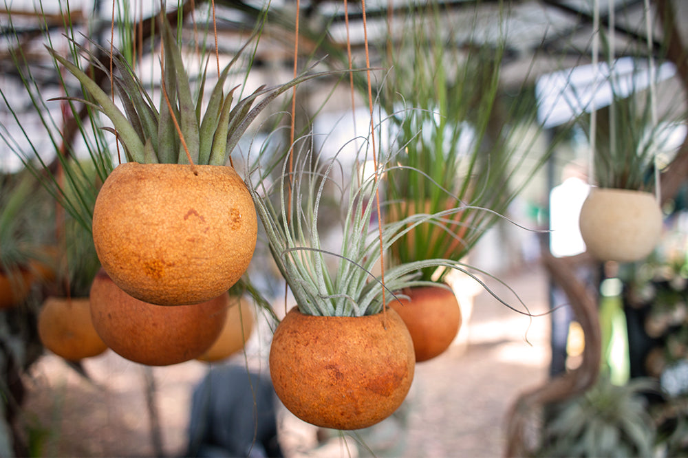 tillandsia ornaments