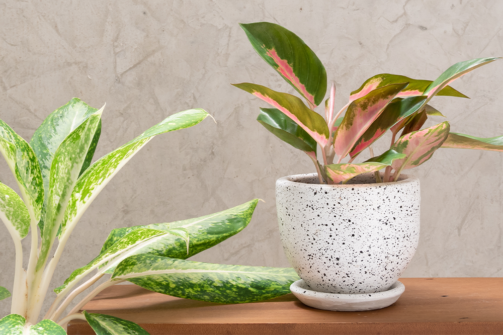 two aglaonema plants