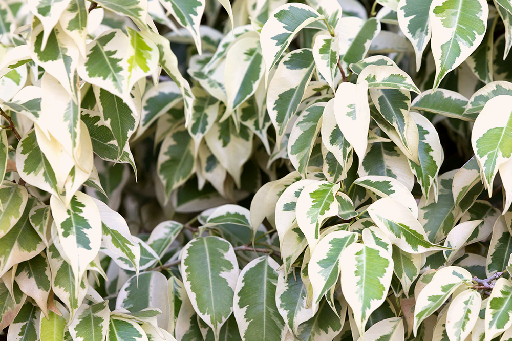 variegated ficus benjamina