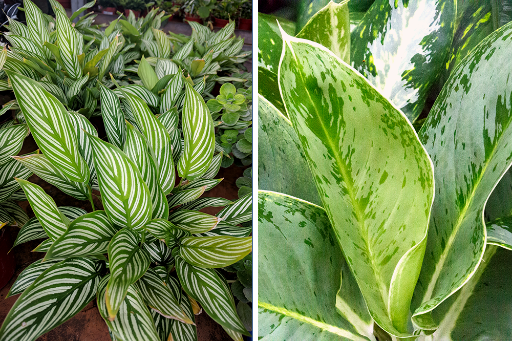 variegated houseplants calathea vittata aglaonema leprechaun