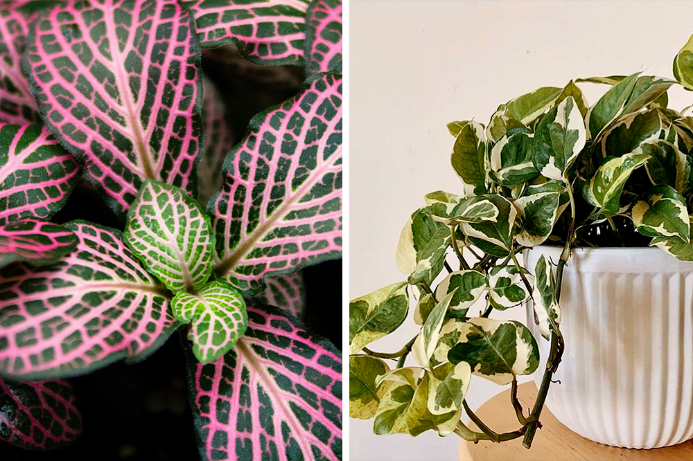 variegated houseplants pink fittonia pothos n joy