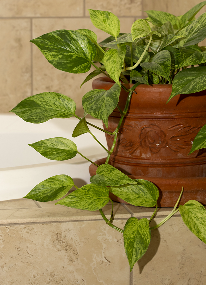 variegated pothos in terracotta pot plant for bathroom