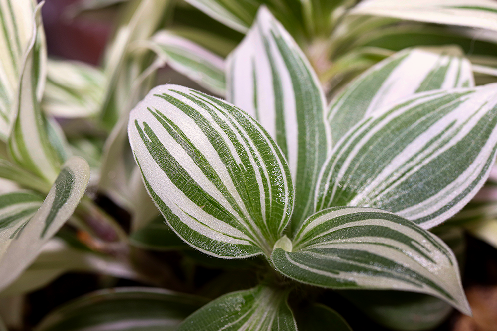 white variegated tradescantia