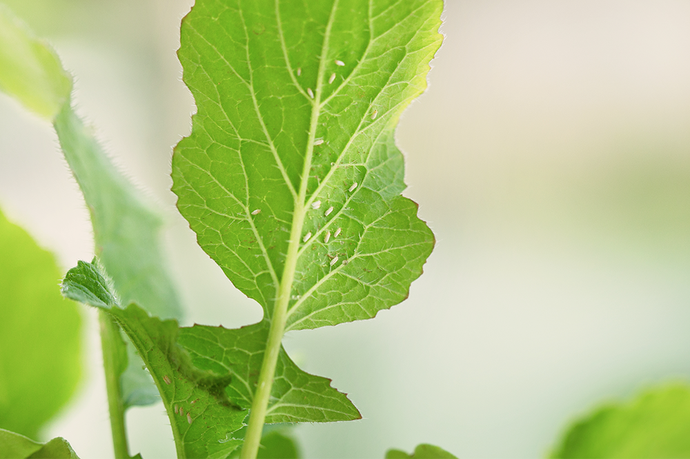 whitefly larvae on underside of leaf