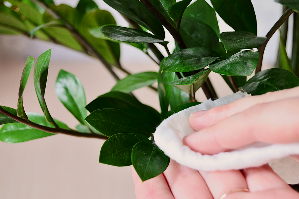 cleaning dust build up off of zz plant leaves