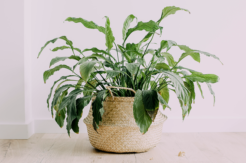 woven basket planter