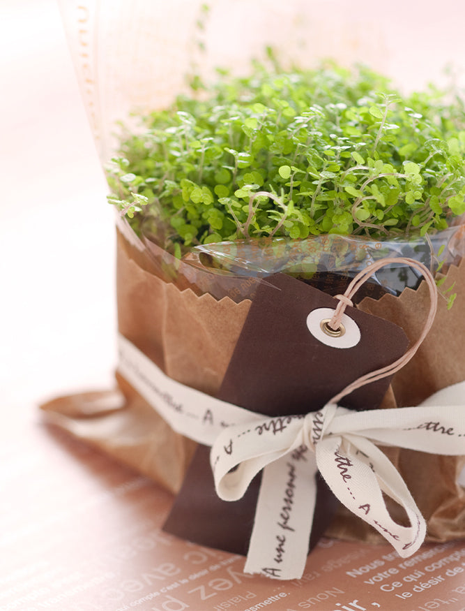 wrapped plant with card