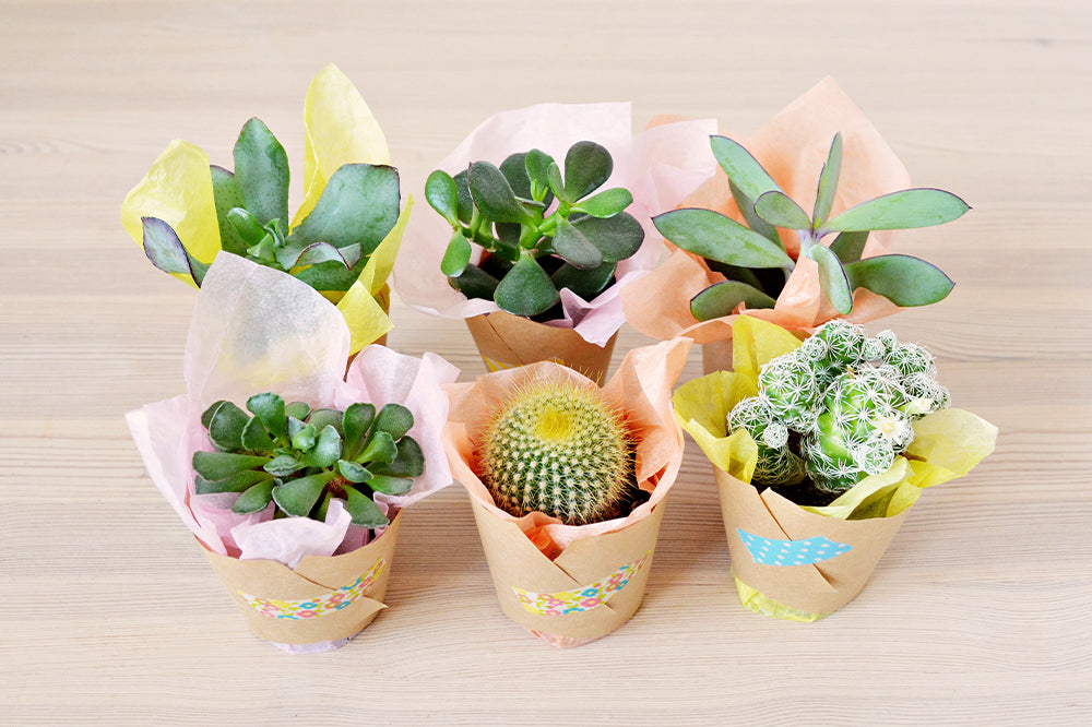 wrapped succulents