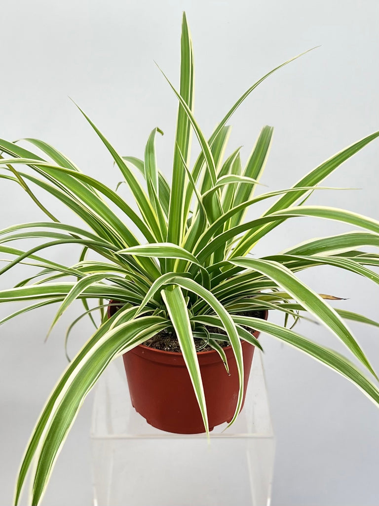 Large Spider Plant 'Reverse' (Chlorophytum comosum)