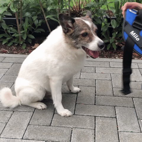 personalized-no-pull-dog-harness-mydoggyneeds