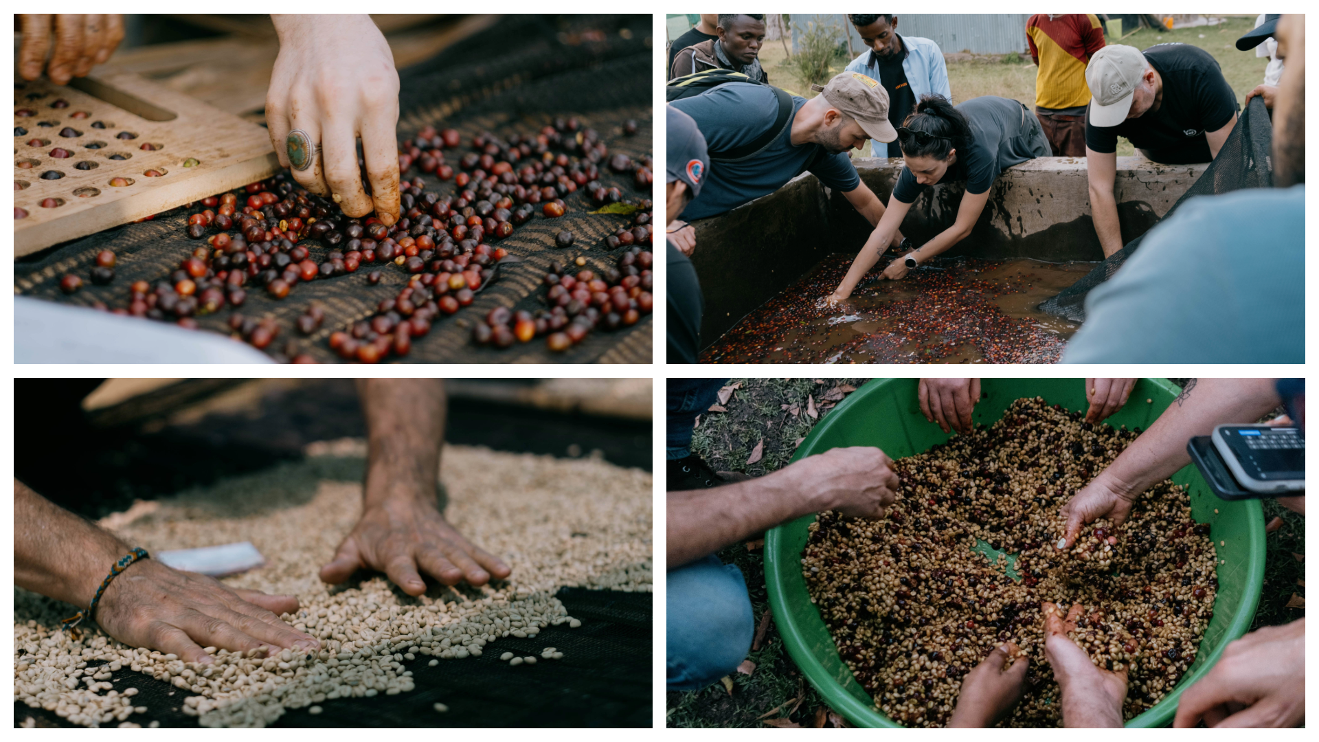 Ethiopia Specialty Coffee