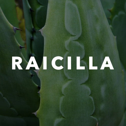 Raicilla