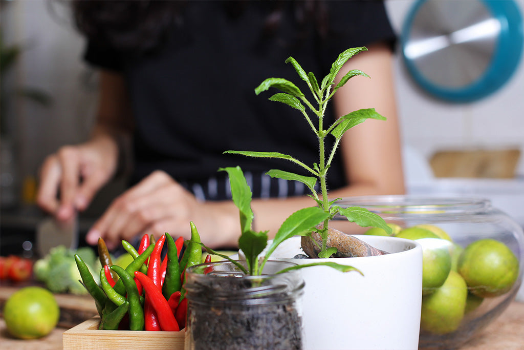 puffy indoor garden ideas for the kitchen 