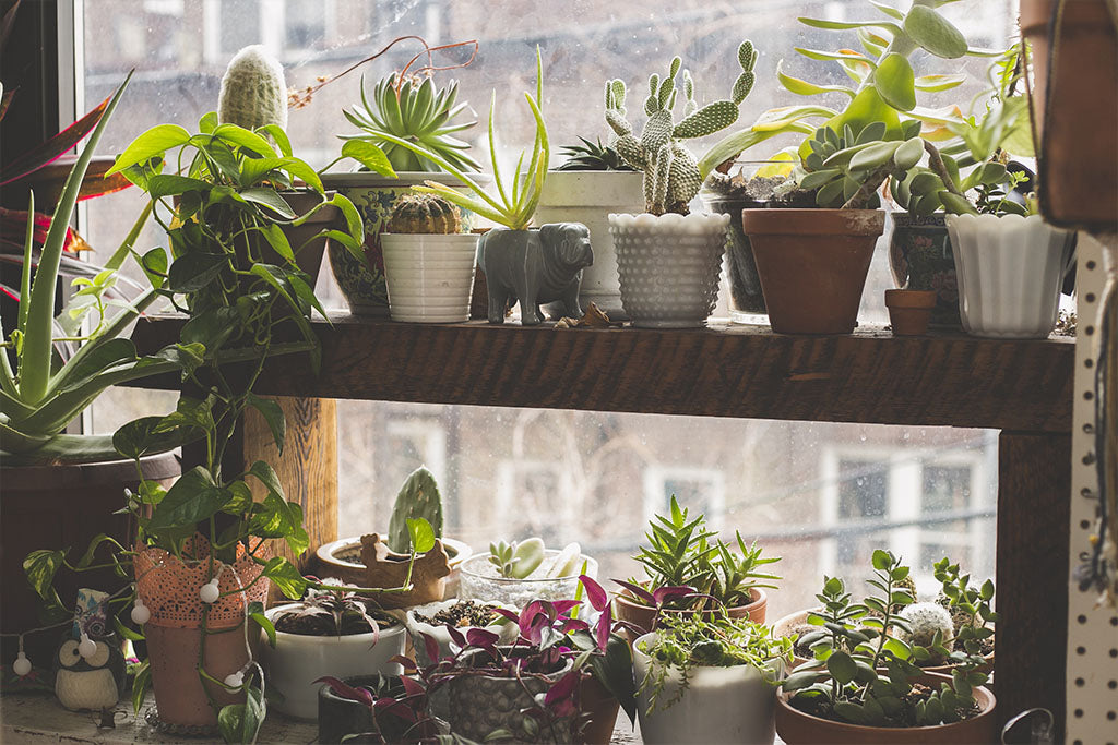 puffy indoor garden plants help you feeling zen 
