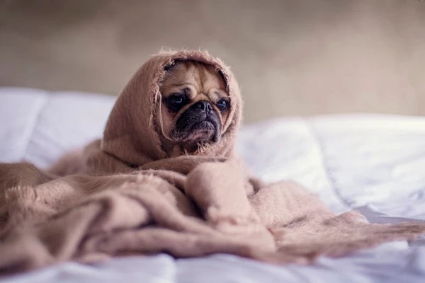 Enforce A Strict No-Pets-On-The-Bed Policy