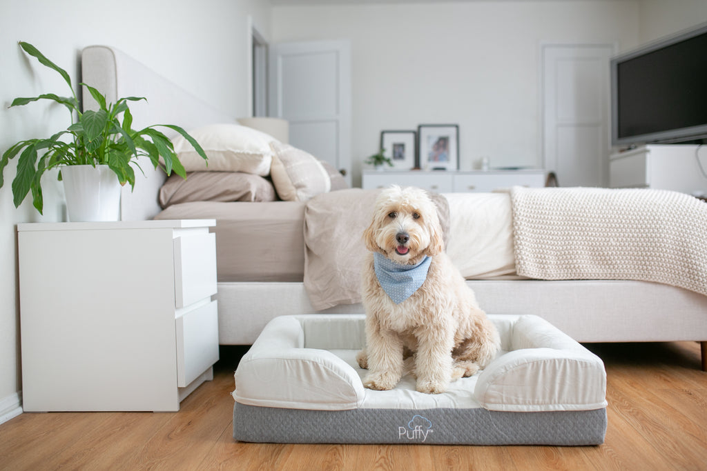 Why The Puffy Dog Bed Is Perfect For Your Pup