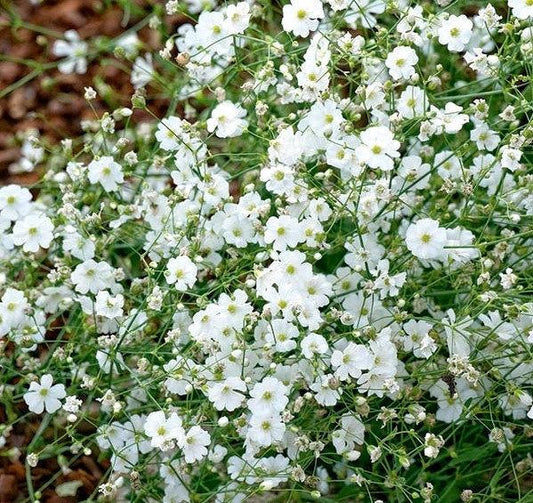 Babys Breath Gypsophila Elegan 200 Seeds Dried Flower Pressed -  Israel