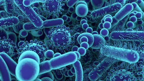 gut bacteria under the microscope