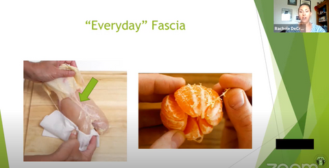 Everyday Fascia is the white stuff in the raw chicken between the skin and meat. And the white stuff in an orange when you peel it off.