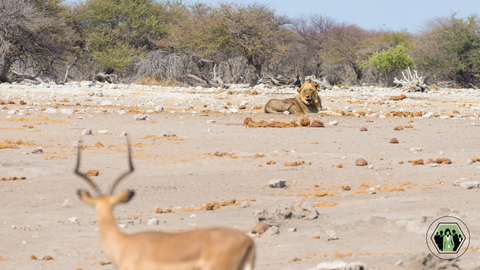 Fight/Flight/Freeze Response - Impala and Lion