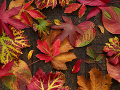 Kevin Dutton Autumn Leaves 