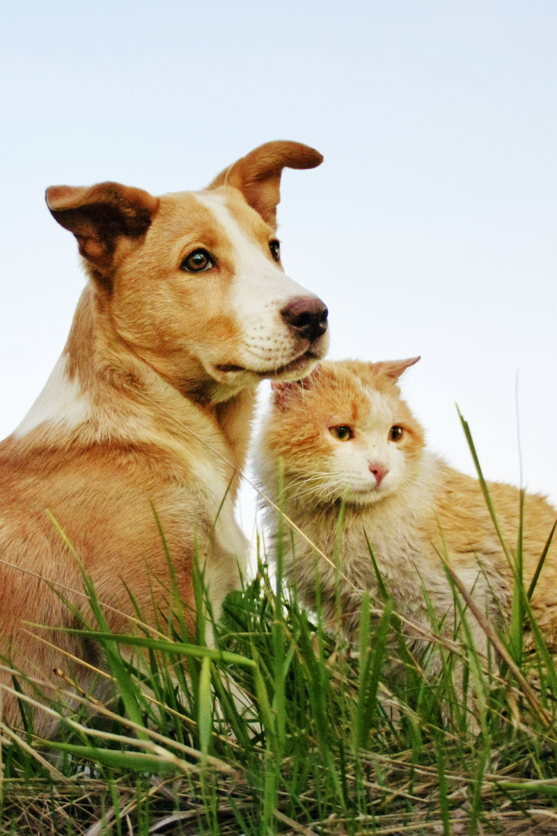 Cat and Dog Blog