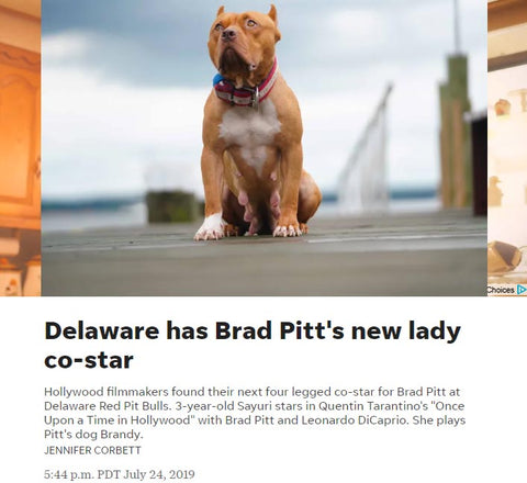 Once Upon a Time in Hollywood Brandy, movie dog, Delaware Red Pitbulls, Delaware Online, USA Today
