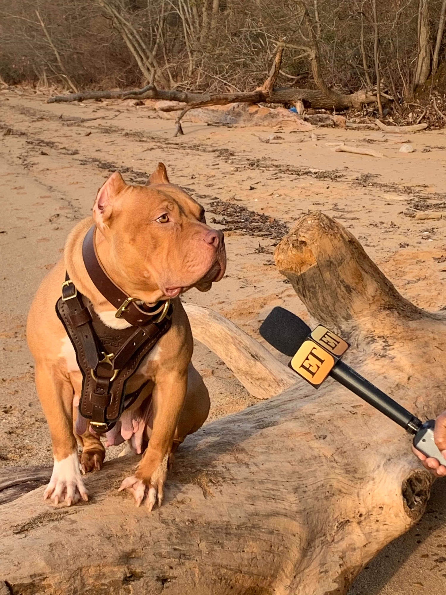 Meet the precious pit bull starring as Brad Pitt's dog in 'Once Upon a Time  in Hollywood'